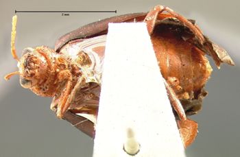 Media type: image; Entomology 18459   Aspect: habitus ventral view